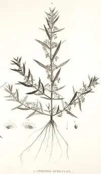 eared redstem (Ammannia auriculata) plant