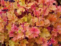 Coral Bells