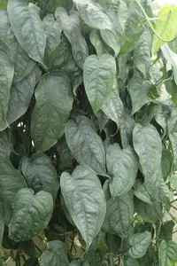 Silver Monstera (Monstera siltepecana) plant