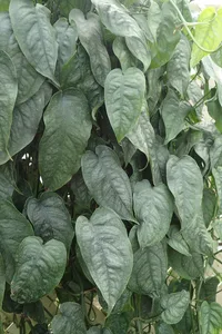 Silver Monstera (Monstera siltepecana) plant