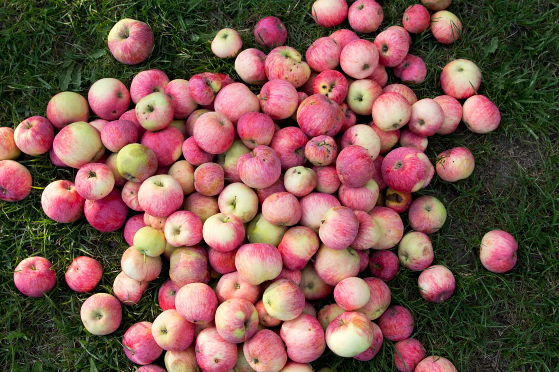 Most Popular Fruits Around the World - Apple