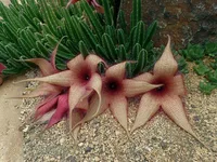 Carrion plant