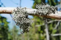 island cetraria lichen