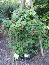 Purple-glandular Bramble