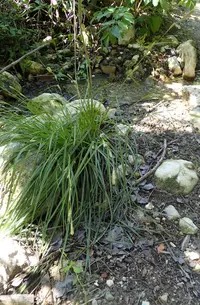 Hispid Sedge (Carex hispida) plant