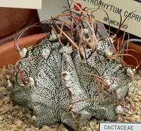 Goat's Horn Cactus (Astrophytum capricorne) plant