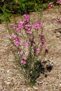 Geraldton wax
