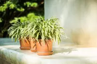 Umbrella Papyrus (Cyperus alternifolius) plant