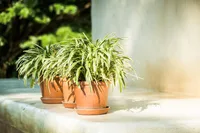 Umbrella Papyrus (Cyperus alternifolius) plant