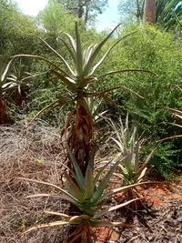 Aloe divaricata