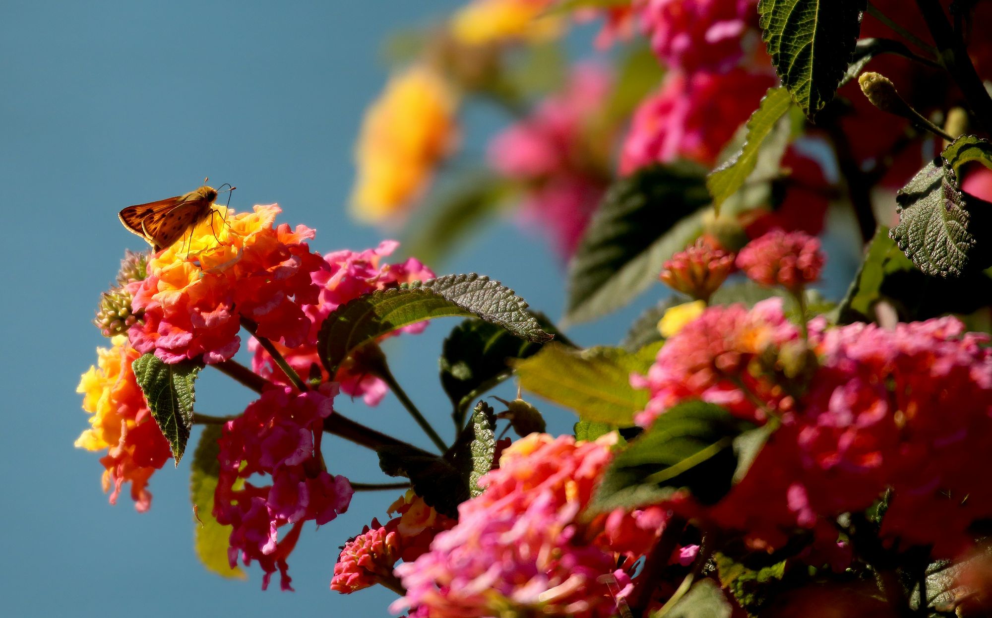 10 Easy Garden Flowers to Grow - Fuchsia