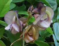 Wajira grahamiana plant