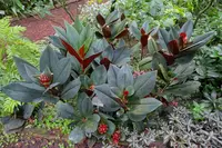 Costus erythrophyllus
