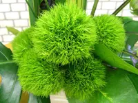 Dianthus barbatus Green Trick plant