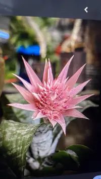 Urn plant photo by a Botan App user