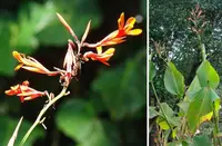 Canna tuerckheimii