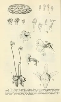 small butterwort (Pinguicula pumila) plant