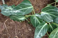 Spotted Peperomia