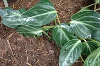 Spotted Peperomia (Peperomia maculosa) plant