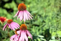 Purple Coneflower (Echinacea purpurea) plant