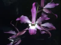 Laelia autumnalis