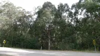 Tasmanian bluegum