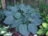 Hosta