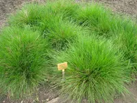 tufted hairgrass