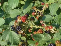 Rubus lindebergii (Rubus lindebergii) plant