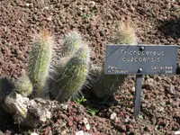 San Pedro cactus