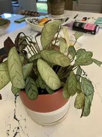 Fishbone Prayer Plant photo by a Botan App user