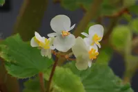 Begonia hirsuta