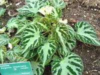 Carpet Begonia