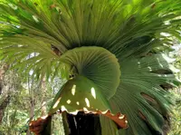 Platycerium superbum