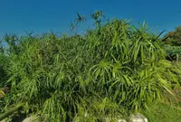 Cyperus alternifolius in wild