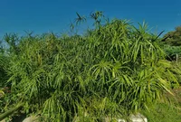 Cyperus alternifolius in wild