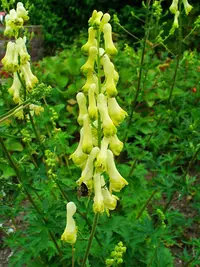 Yellow-flowered Monkshood