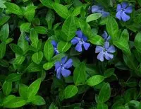 Vinca minor blooms