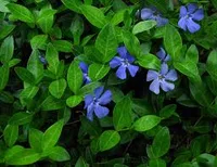 Vinca minor blooms
