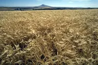 common barley