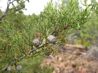 Baker cypress