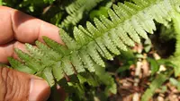 streamside swordfern (Nephrolepis rivularis) plant
