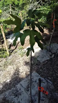 Acropogon bullatus (Acropogon bullatus) plant