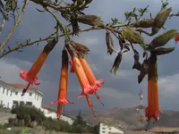 Sacred flower of the Incas