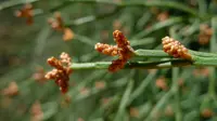 Illawarra Cypress-pine