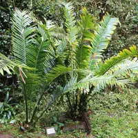 Voi cycad