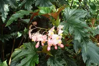 Angel Wing Begonia
