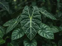 Elephant Ear (Colocasia esculenta 'Jack's Giant') plant