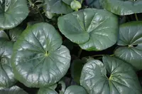 Giant Leopard Plant