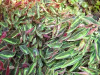 SІtriped begonia (Begonia listada) plant